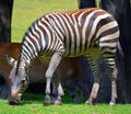 Zebras are several species of African equids horse family Royalty Free Stock Photo