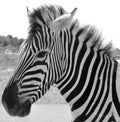 Zebras are several species of African equids horse family Royalty Free Stock Photo