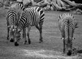 Zebras are several species of African equids horse family Royalty Free Stock Photo