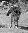 Zebras are several species of African equids horse family Royalty Free Stock Photo