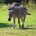 Zebras are several species of African equids horse family Royalty Free Stock Photo