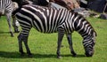 Zebras are several species of African equids Royalty Free Stock Photo