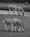 Zebras are several species of African equids Royalty Free Stock Photo