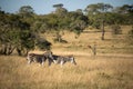 Zebras, South Africa