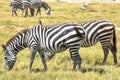 Zebras spotted grazing in the wilderness Royalty Free Stock Photo