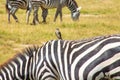 Zebras spotted grazing in the wilderness Royalty Free Stock Photo