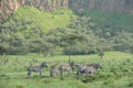 Zebras in Hell's Gate National Park in Kenya Royalty Free Stock Photo
