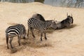 Zebras stand near Wildebeest against a backdrop of desert land, Royalty Free Stock Photo