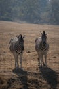 Zebras Standing In A Field Close To Each Other