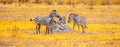 Zebras standing at termite mound in Okavango Delta in dry season, Moremi Game Reserve, Botswana, Africa