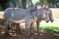 3 zebras standing together Royalty Free Stock Photo