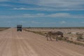 A Zebras stay on the road at the Etosha Pan in Etosha National Park, Namibia Royalty Free Stock Photo