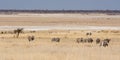 Zebras in the steppe at the Etosha pan