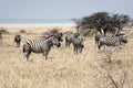 Zebras in the steppe