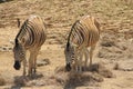 African Zebras at Colchester Zoo