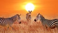 Zebras at sunset in the Serengeti National Park. Tanzania. Wild life of Africa. Royalty Free Stock Photo