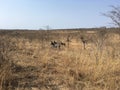 Zebras in SÃÂ¼dafrika - zebras in Southafrica