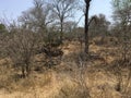 Zebras in SÃÂ¼dafrika - zebras in Southafrica