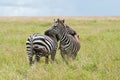 Zebras, Tanzania, Africa