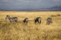 Zebras in Tanzanian National Park Royalty Free Stock Photo