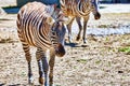 Zebras in their natural habitat. Royalty Free Stock Photo