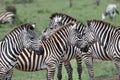 Zebras together in the Maasai Mara