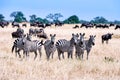 Zebras together in Serengeti, Tanzania Africa, group of Zebras between Wildebeests