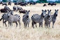 Zebras together in Serengeti, Tanzania Africa, group of Zebras between Wildebeests