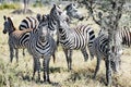 Zebras together in Serengeti, Tanzania