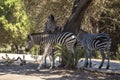 Zebras together in the shade of a tree