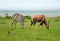 Zebras and Topi Antelope (Damaliscus lunatus) Royalty Free Stock Photo