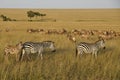 Zebras and topis grazing on grasslands, Kenya Royalty Free Stock Photo