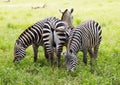 Zebras in Tsavo East National Park, Kenya, Africa Royalty Free Stock Photo