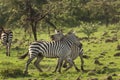 Zebras tussling in the Maasai Mara