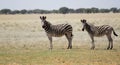 Zebras Royalty Free Stock Photo