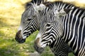 Zebras Royalty Free Stock Photo