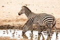 Zebras Royalty Free Stock Photo