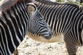 Zebras two of them besides each other Royalty Free Stock Photo