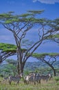 Zebras under acacia tree In Serengeti National Park