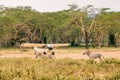 Zebras walking next to a small aeroplane in Lake Nakuru National Park in Kenya