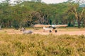 Zebras walking next to a small aeroplane in Lake Nakuru National Park in Kenya