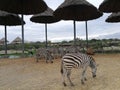 Zebras walking in Safari World Zoo in Bangkok, Thailand.