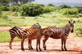 Zebras walking