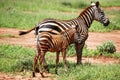 Zebras walking