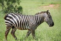 Zebras walking
