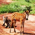 Zebras walking