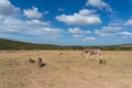 Zebras and warthogs grazing African savannah landscape