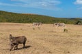 Zebras and warthogs grazing African savannah landscape. Wild game drive, African safari scene