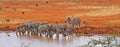 A herd Zebras drinking at the Watering Hole in red barren landscape of Tsavo West National Park. Kenya, Africa. 