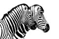 Zebras On White Background Isolated Close Up Side View, Two Zebra Head Portrait In Profile, Black And White Art Photography
